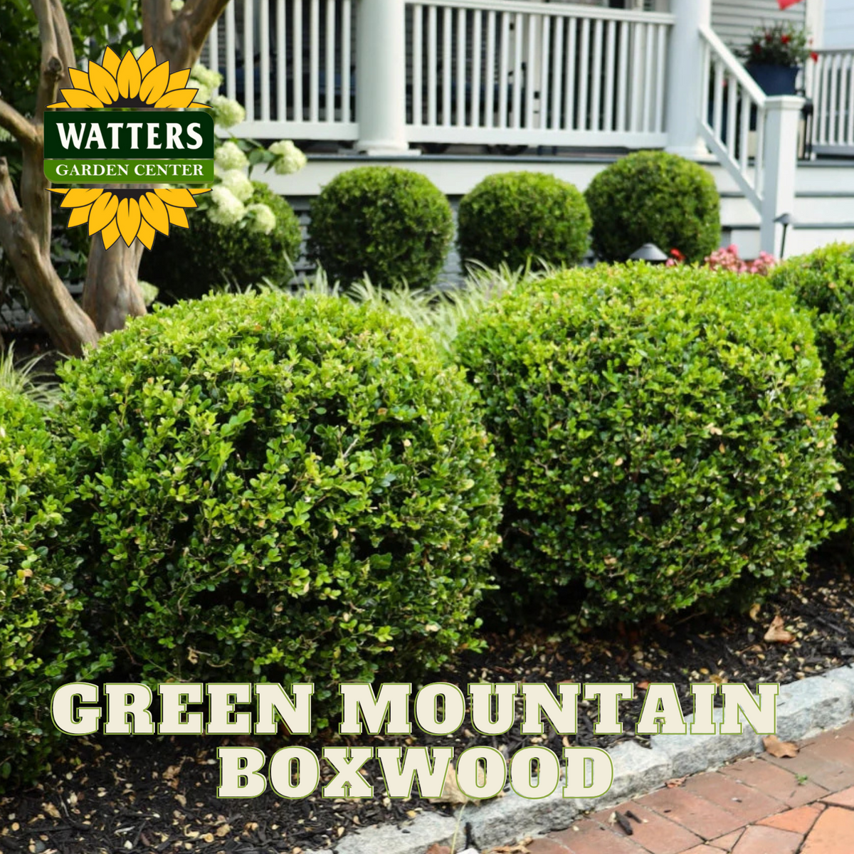 GREEN MOUNTAIN BOXWOOD 5gal