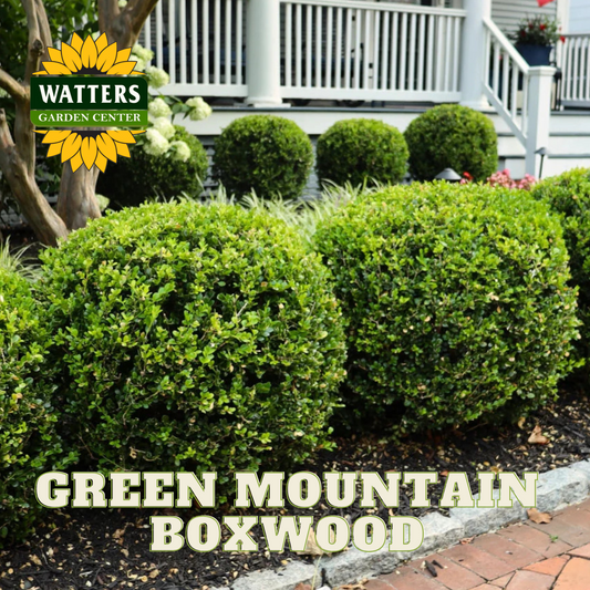 GREEN MOUNTAIN BOXWOOD 5gal