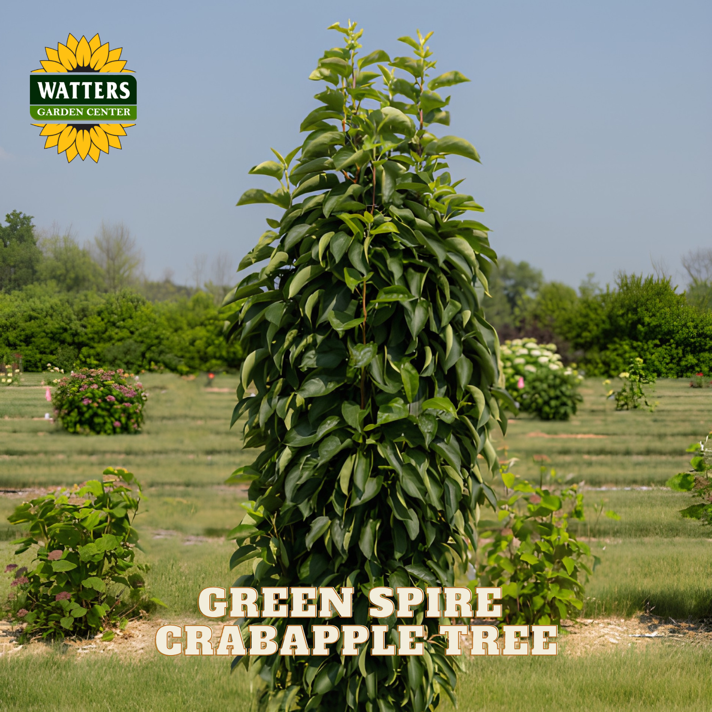A tall, dense green crabapple tree shown outdoors in a garden center setting, with the Watters Garden Center logo in the top left and the text 'GREEN SPIRE CRABAPPLE TREE' at the bottom.