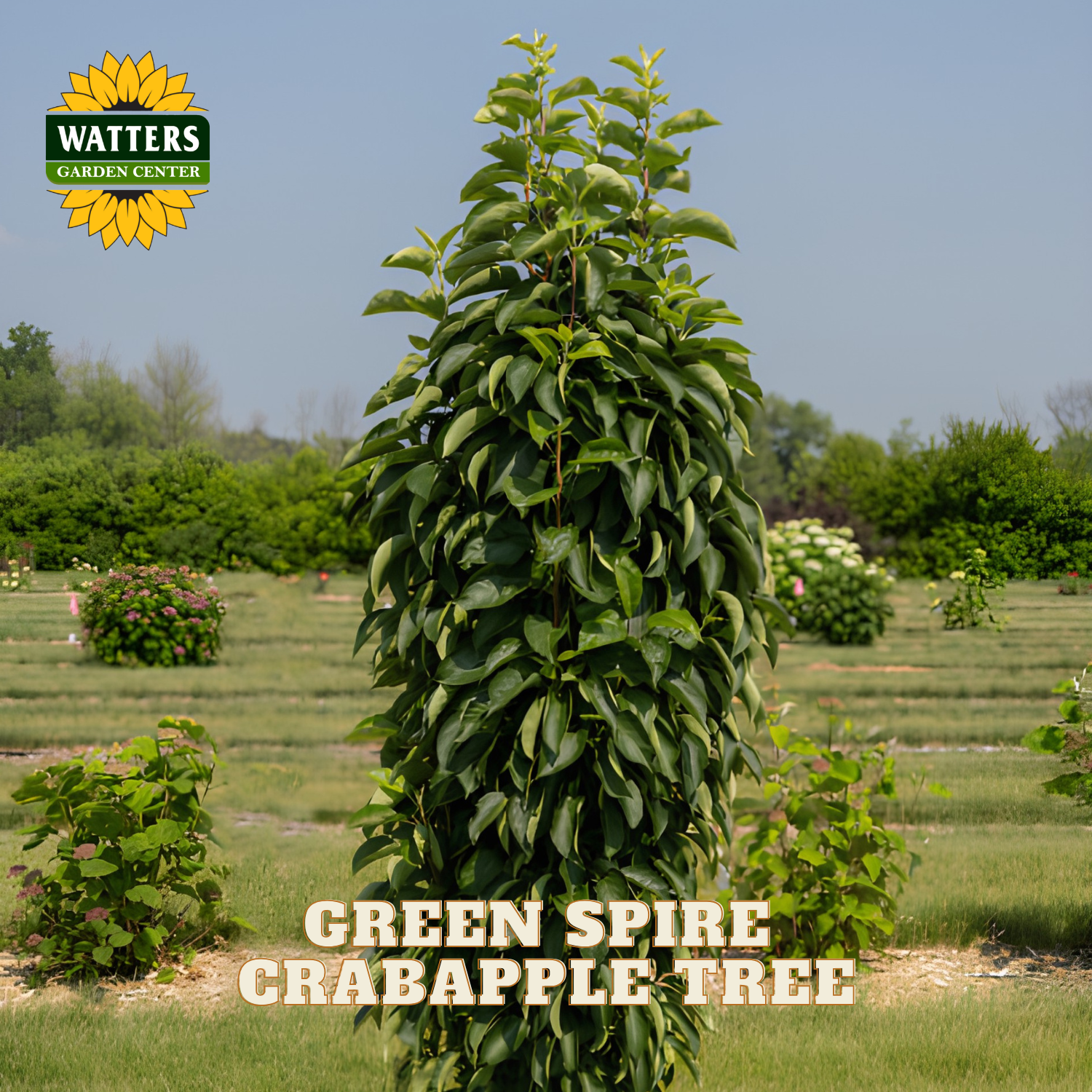 A tall, dense green crabapple tree shown outdoors in a garden center setting, with the Watters Garden Center logo in the top left and the text 'GREEN SPIRE CRABAPPLE TREE' at the bottom.