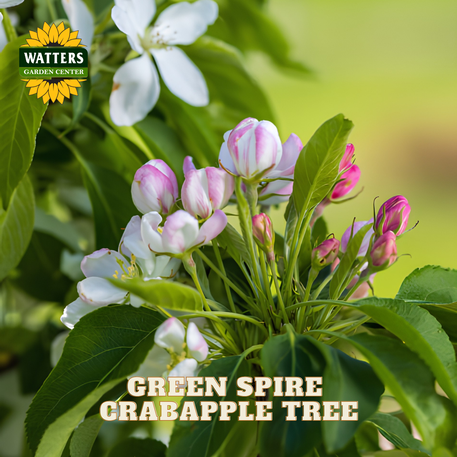 A close-up of green crabapple tree blossoms with white and pink flowers, shown outdoors with a blurred green background. The Watters Garden Center logo appears in the top left, and the text 'GREEN SPIRE CRABAPPLE TREE' is overlaid at the bottom.