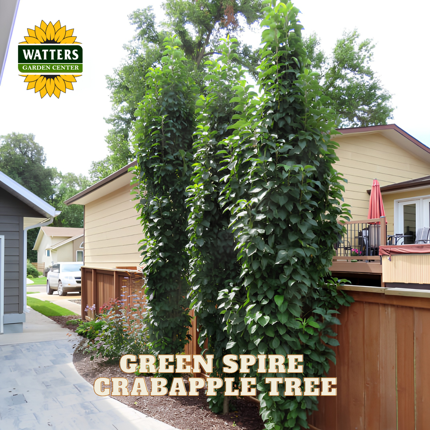 Three tall, dense green crabapple trees planted in a backyard garden bed beside a beige house and wooden fence, with Watters Garden Center logo and the text 'GREEN SPIRE CRABAPPLE TREE' overlaid on the image.