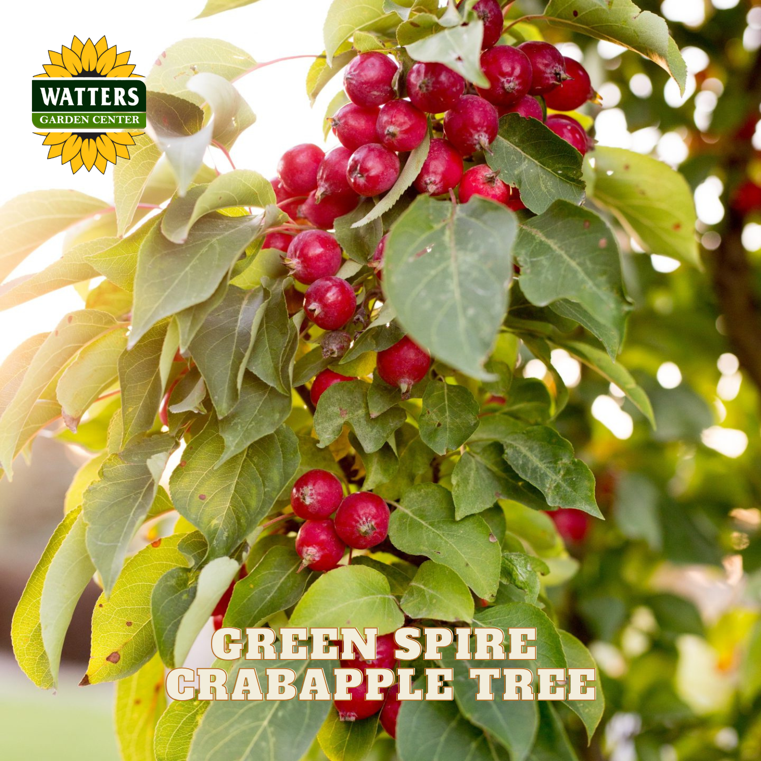 Green spire crabapple tree branch with clusters of small red berries and green leaves, with a Watters Garden Center logo in the top left and the text 'GREEN SPIRE CRABAPPLE TREE' at the bottom.