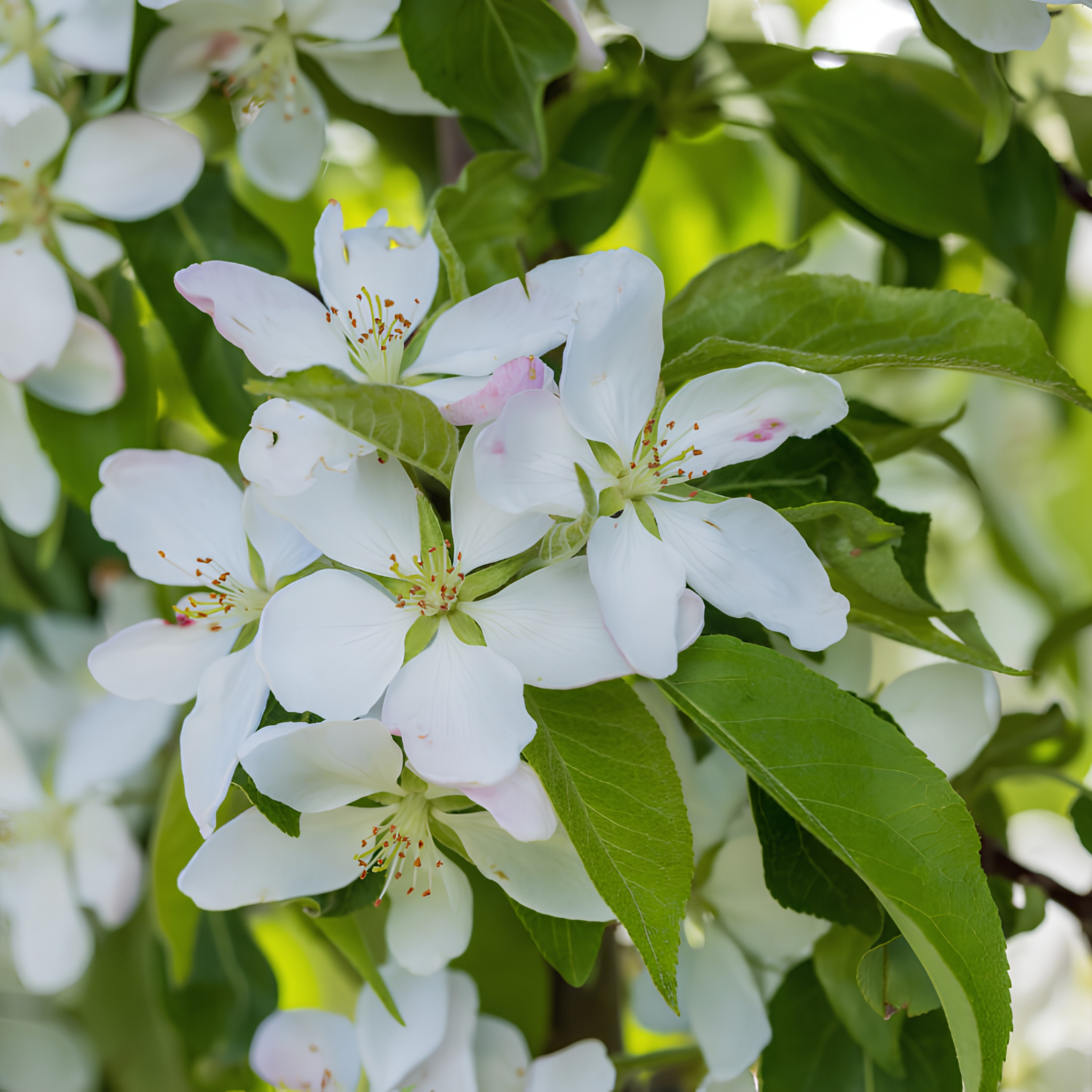 Close-up of white apple blossoms with green leaves on a tree branch in natural outdoor light.