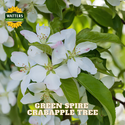White crabapple blossoms on a green tree branch with the text 'GREEN SPIRE CRABAPPLE TREE' and a 'WATTERS GARDEN CENTER' logo.