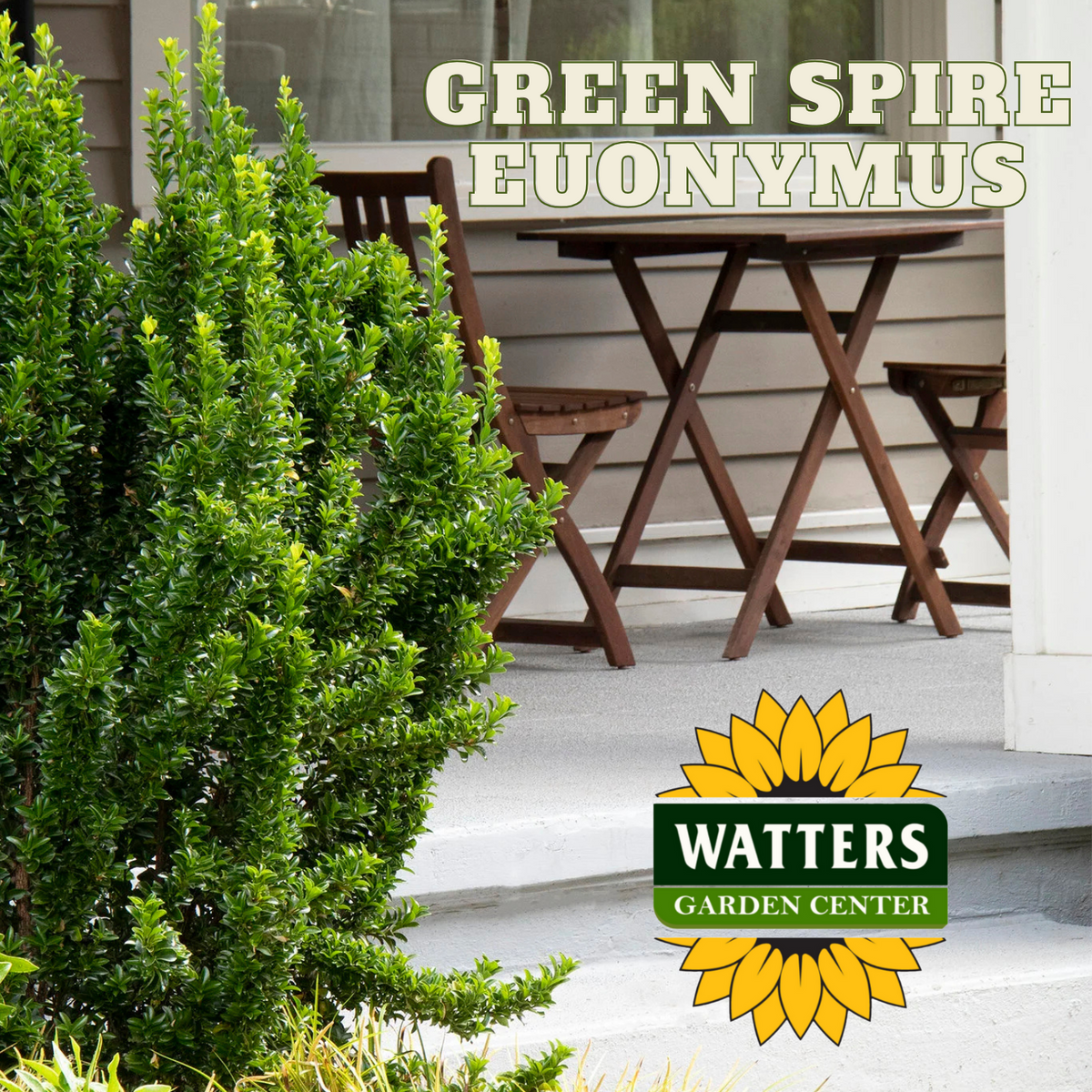 GREEN SPIRE EUONYMUS 2gal
