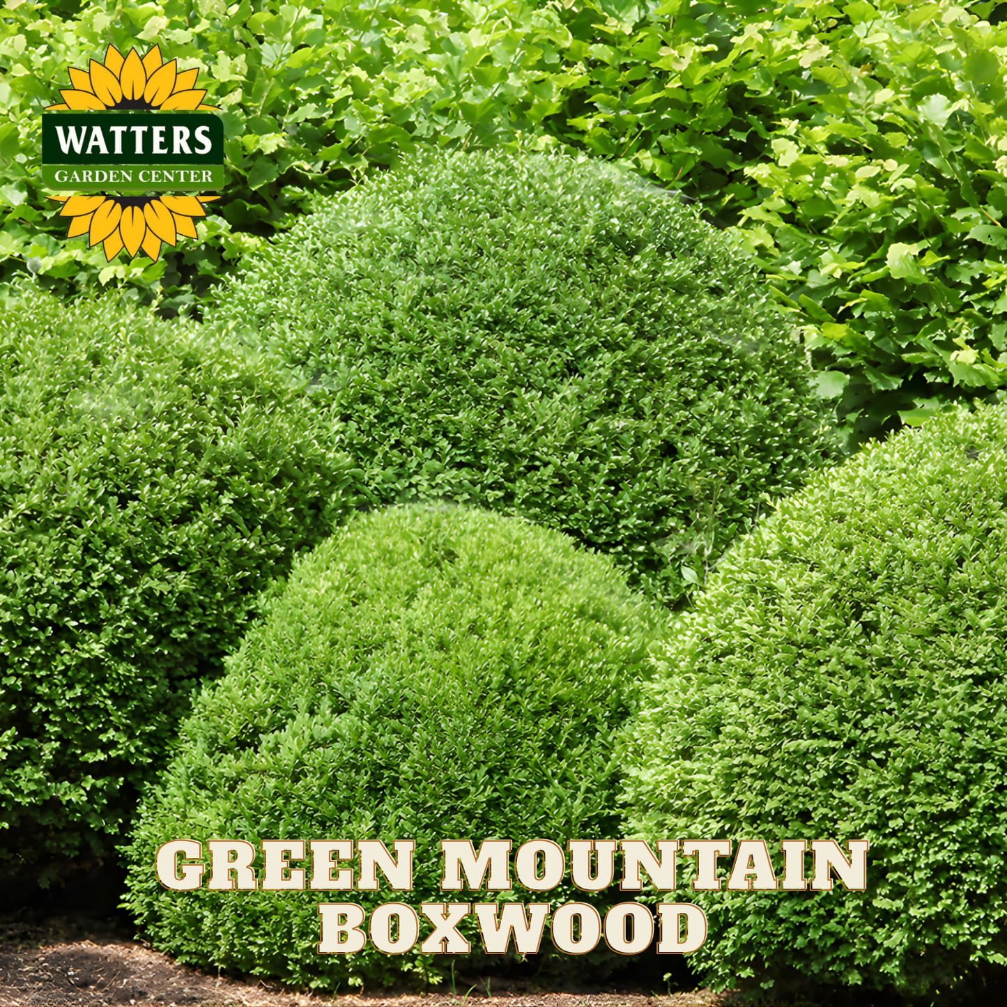 Green Mountain Boxwood bushes with Watters Garden Center logo in the corner.