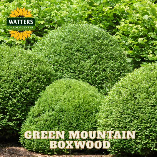 Green Mountain Boxwood bushes with Watters Garden Center logo in the corner.