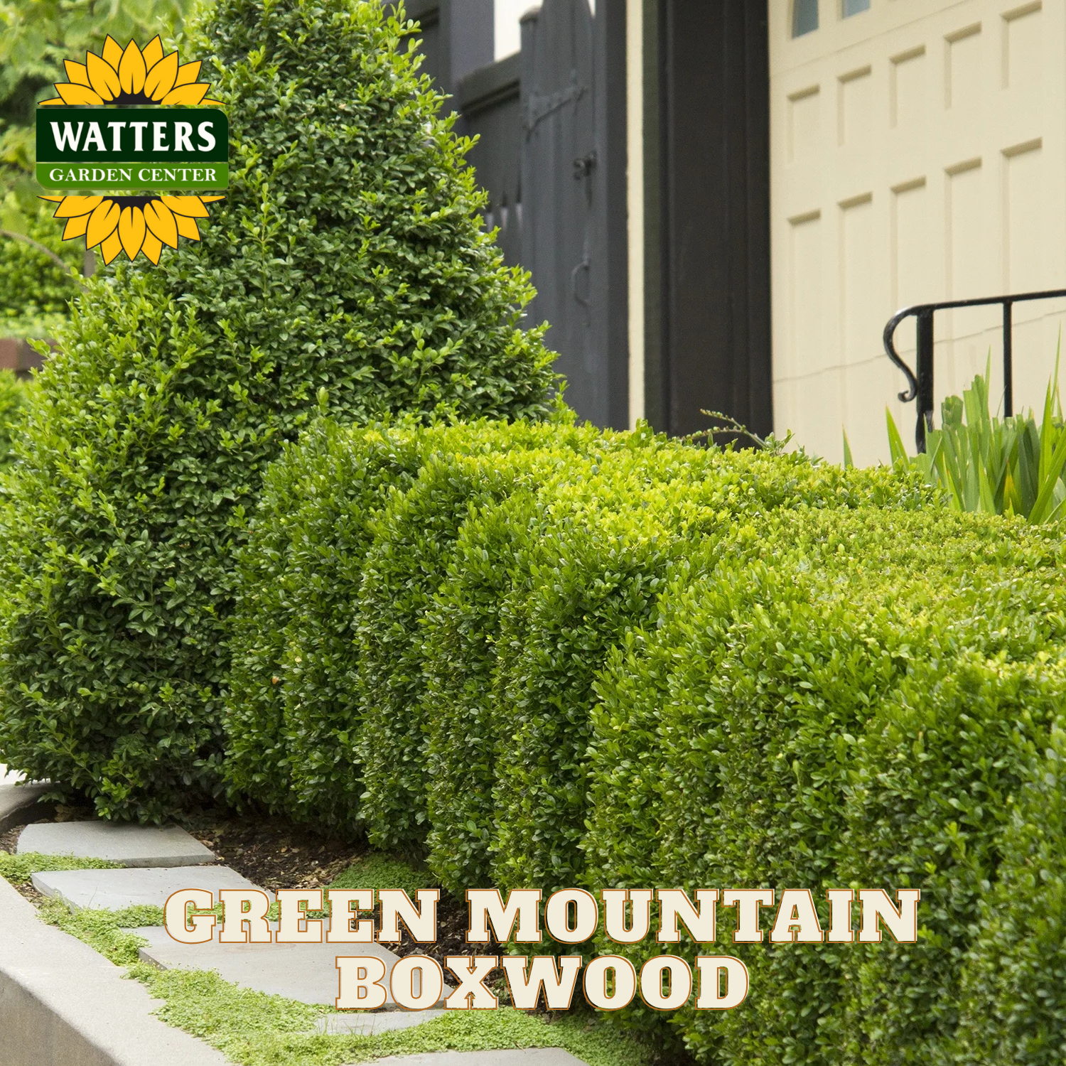 Green mountain boxwood hedge with Watters Garden Center logo.