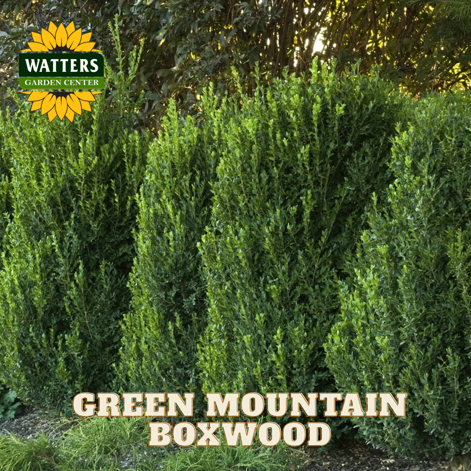 Green Mountain Boxwood with Watters Garden Center logo