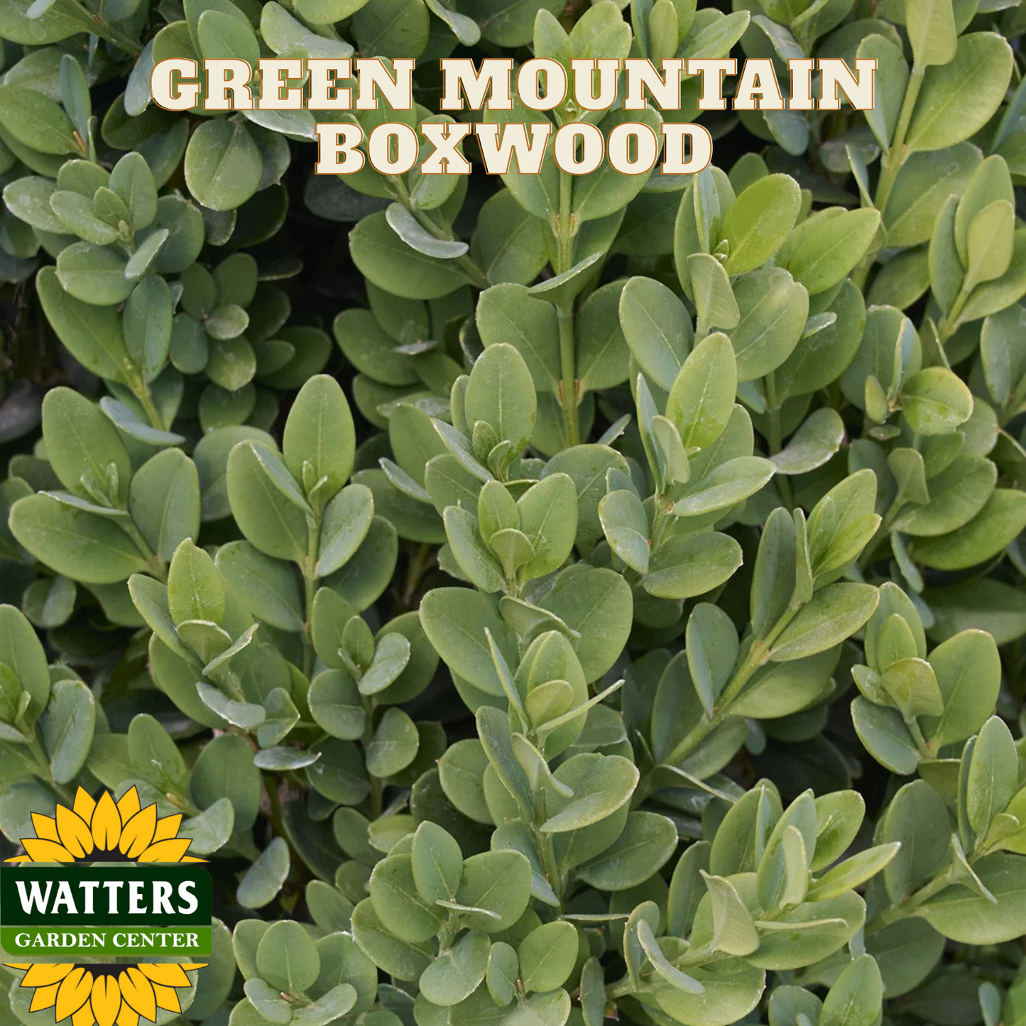 Close-up of green mountain boxwood with Watters Garden Center logo.