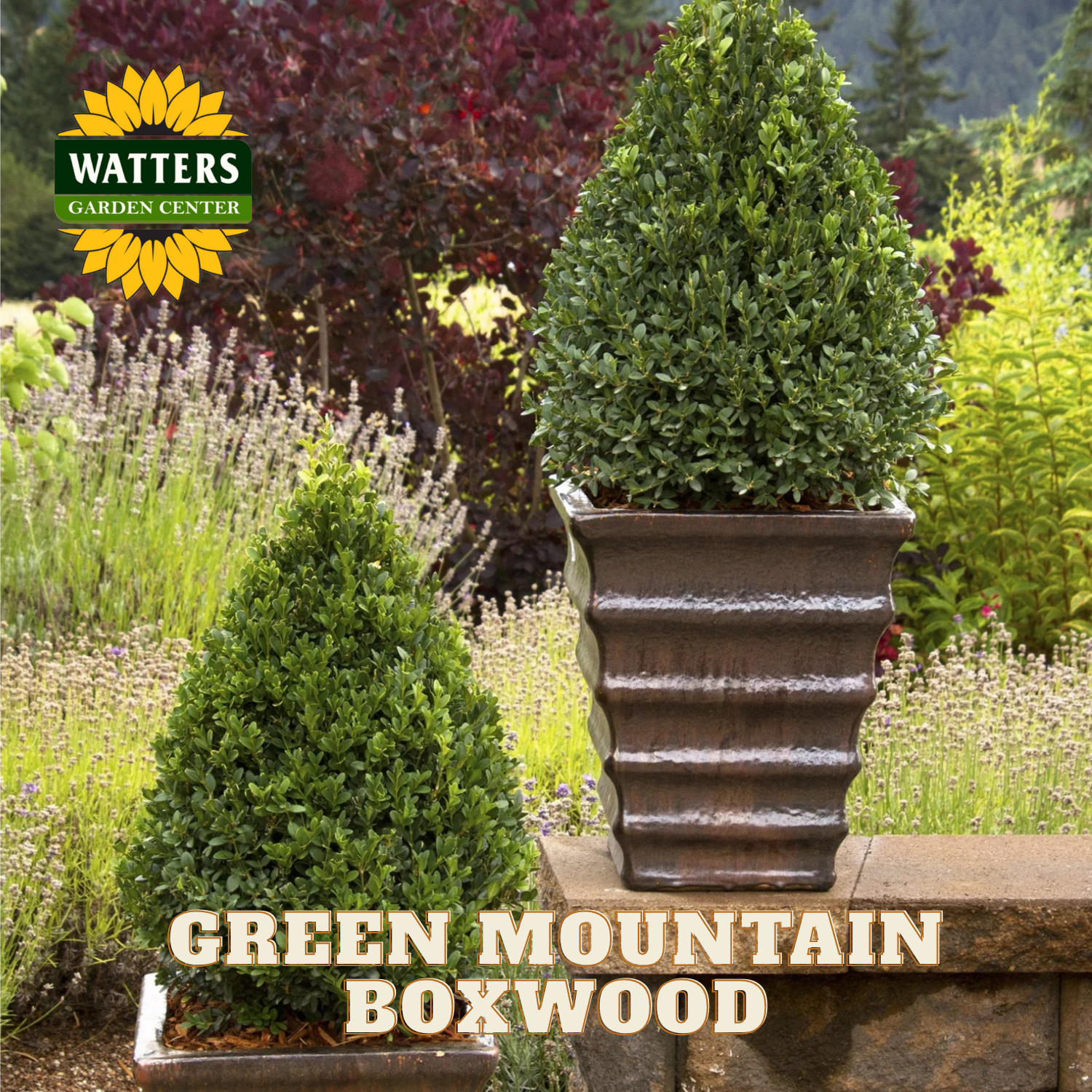 Potted Green Mountain Boxwood plants in a garden setting with Watters Garden Center branding.