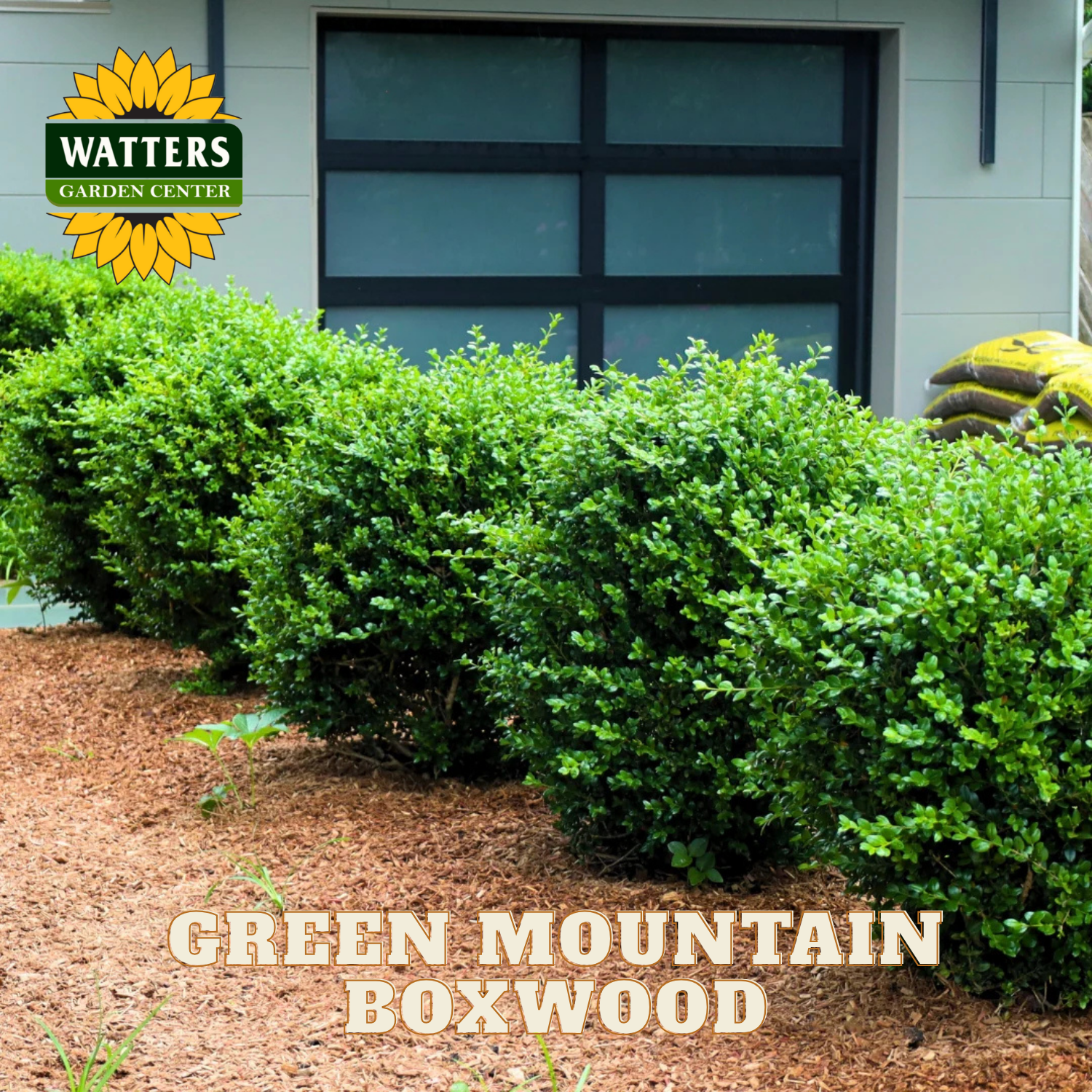 Green mountain boxwood bushes in front of a building with Watters Garden Center branding.