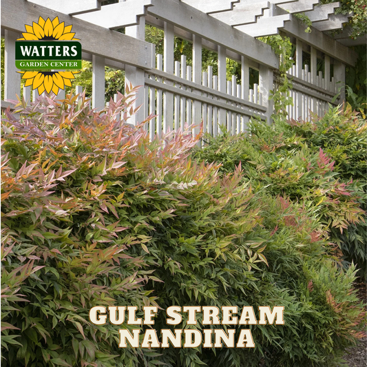 Gulf Stream Nandina plant with Watters Garden Center logo in the corner