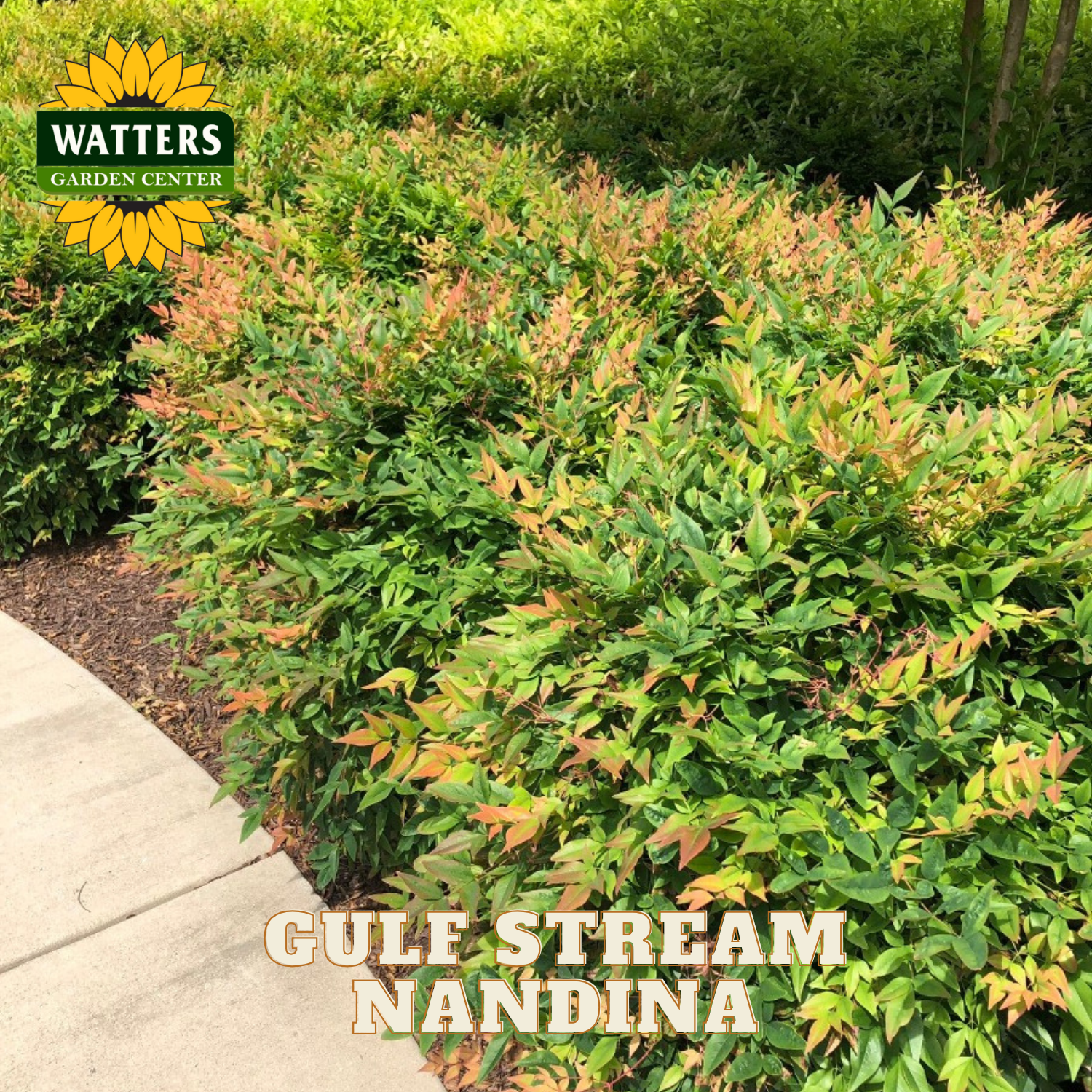 Gulf Stream Nandina - Thumbnail 4