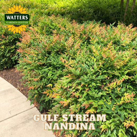 Gulf Stream Nandina plant with Watters Garden Center branding