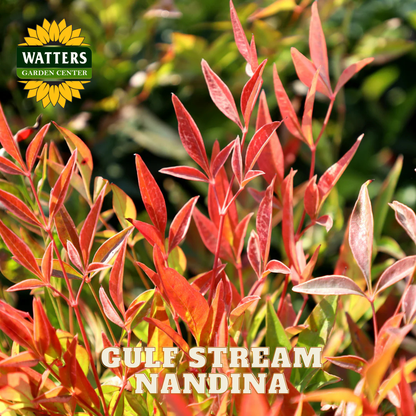 Gulf Stream Nandina plant with Watters Garden Center logo in the corner.