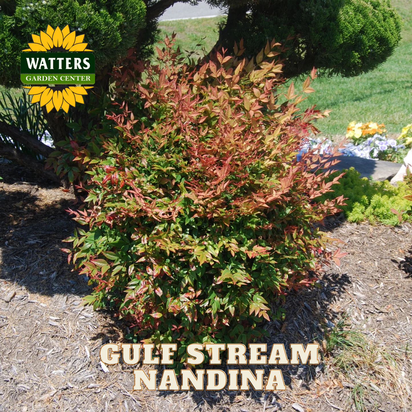 Gulf Stream Nandina plant with Watters Garden Center logo in the corner.
