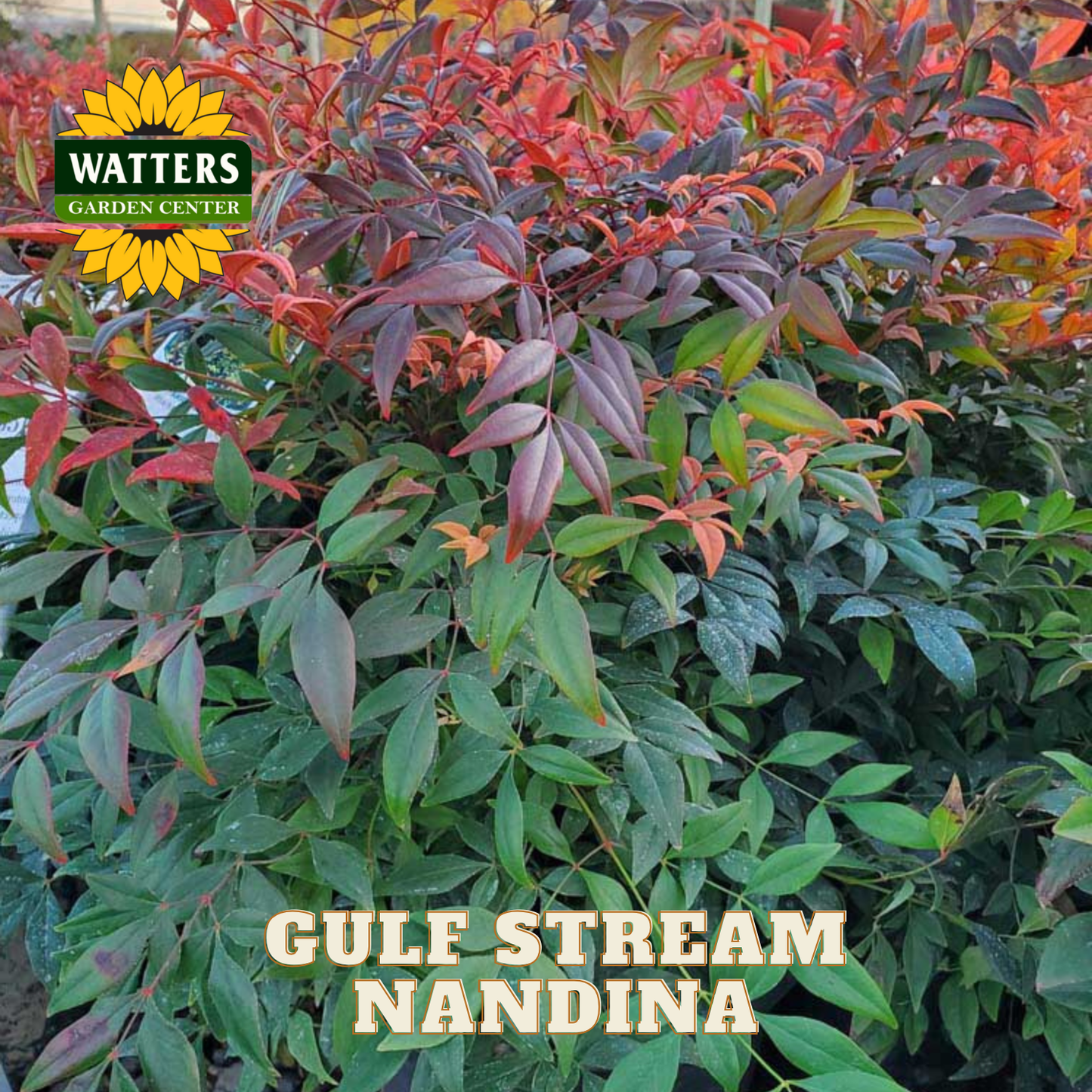 Gulf Stream Nandina plant with Watters Garden Center logo