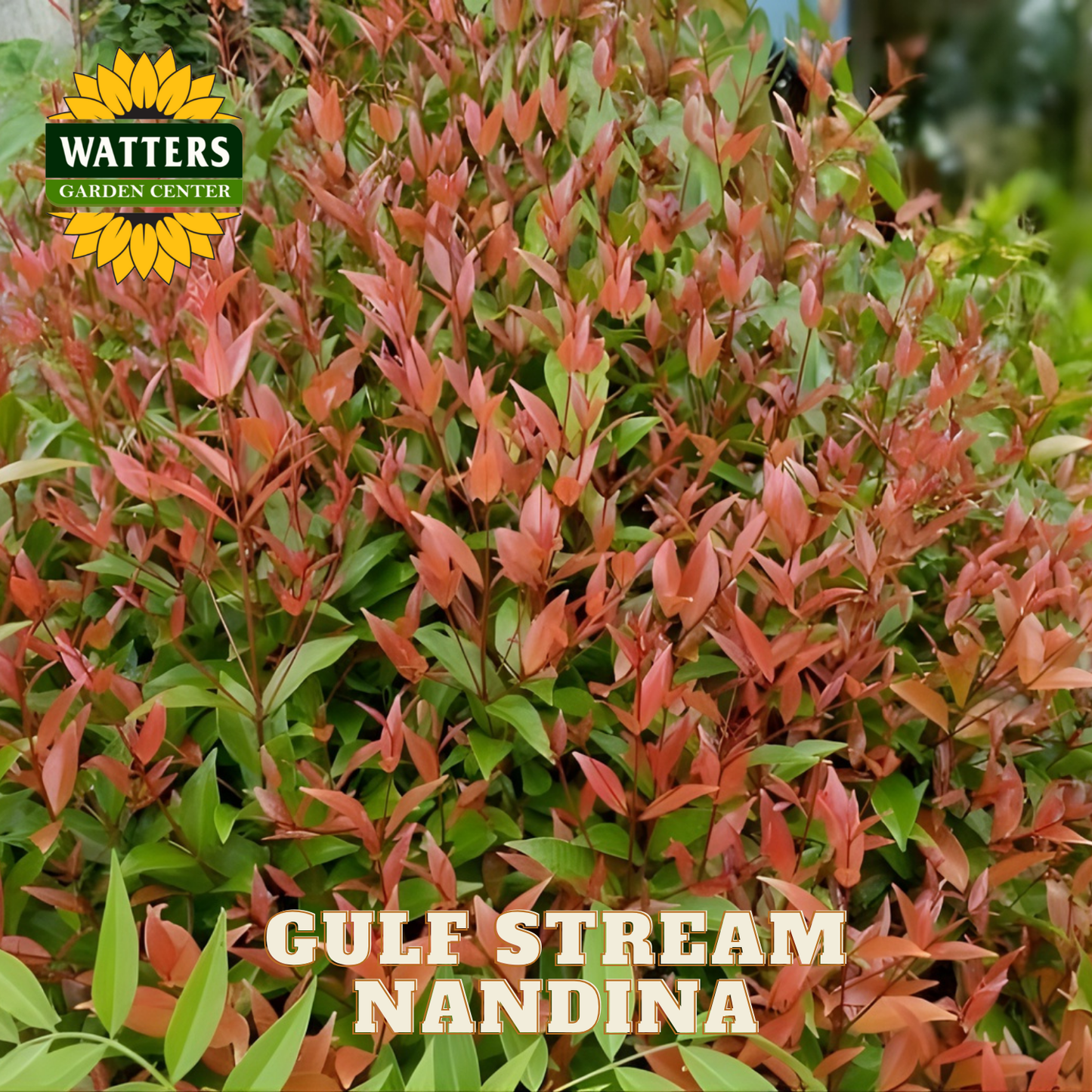 Gulf Stream Nandina plant with Watters Garden Center logo