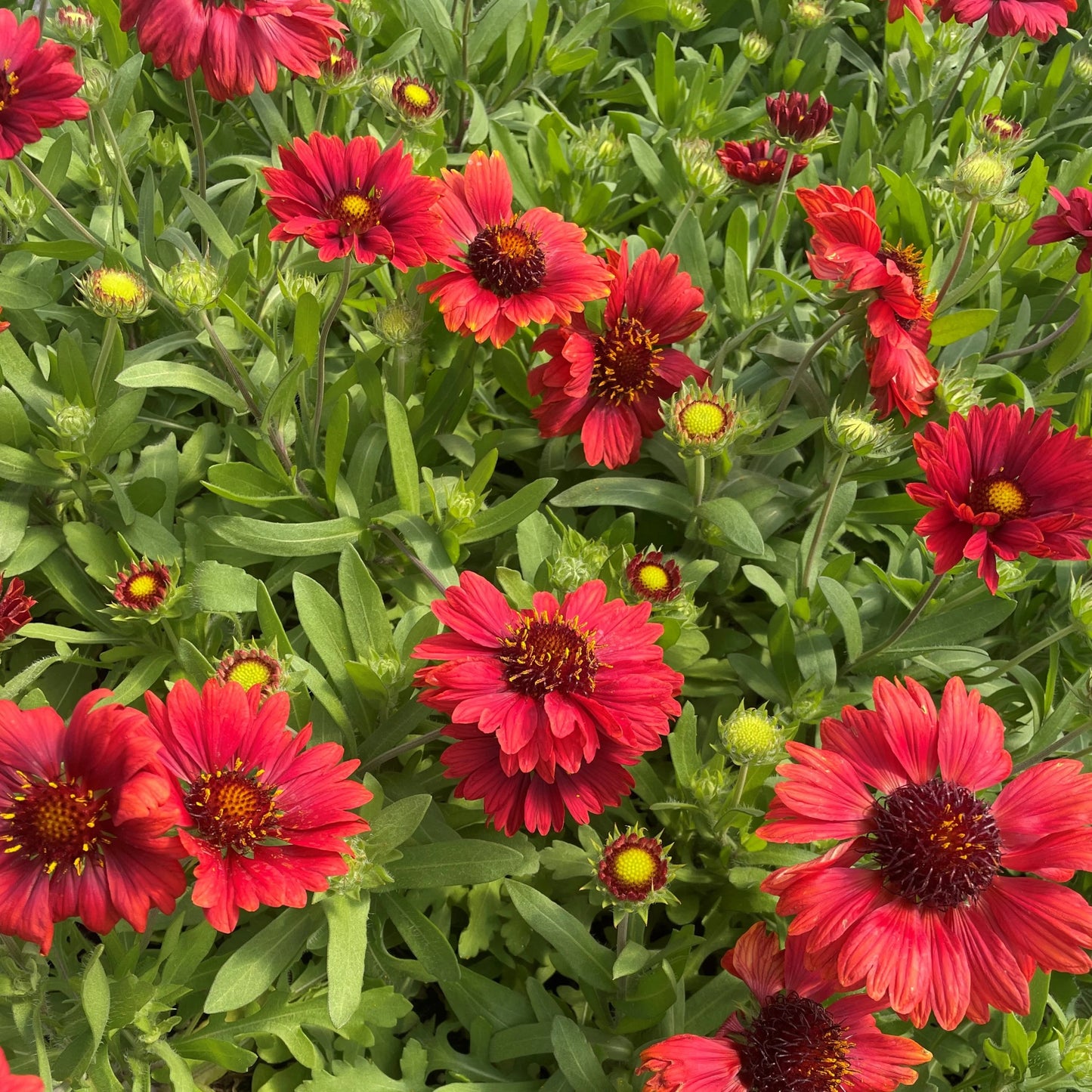 MESA RED GAILLARDIA 1gal