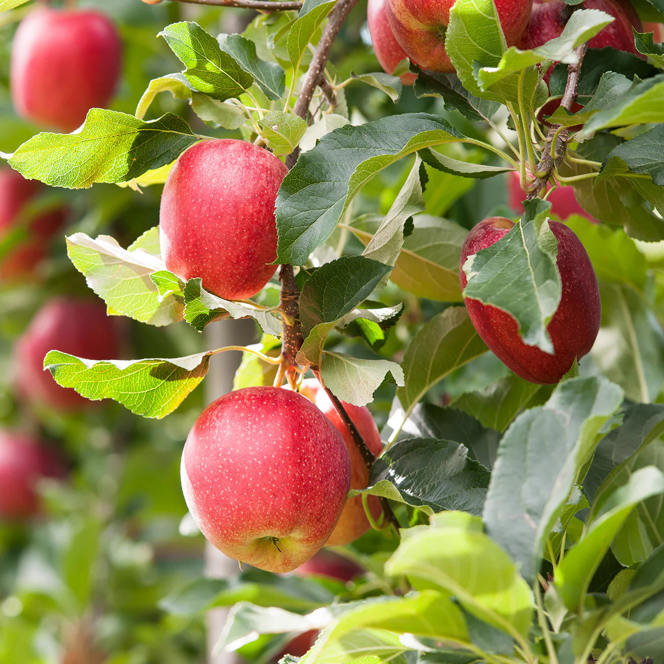 GALA APPLE TREE 7gal