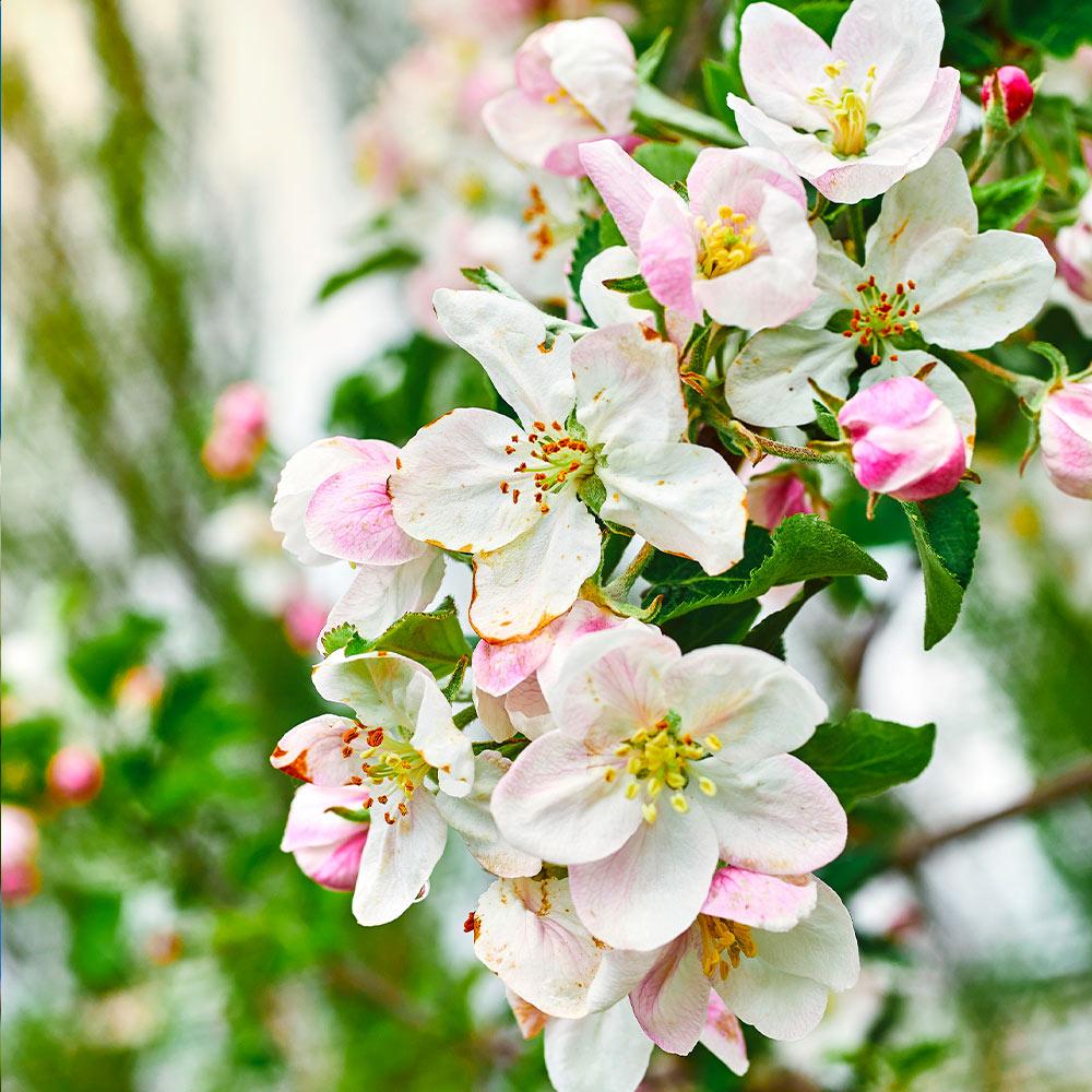 GALA APPLE TREE 7gal