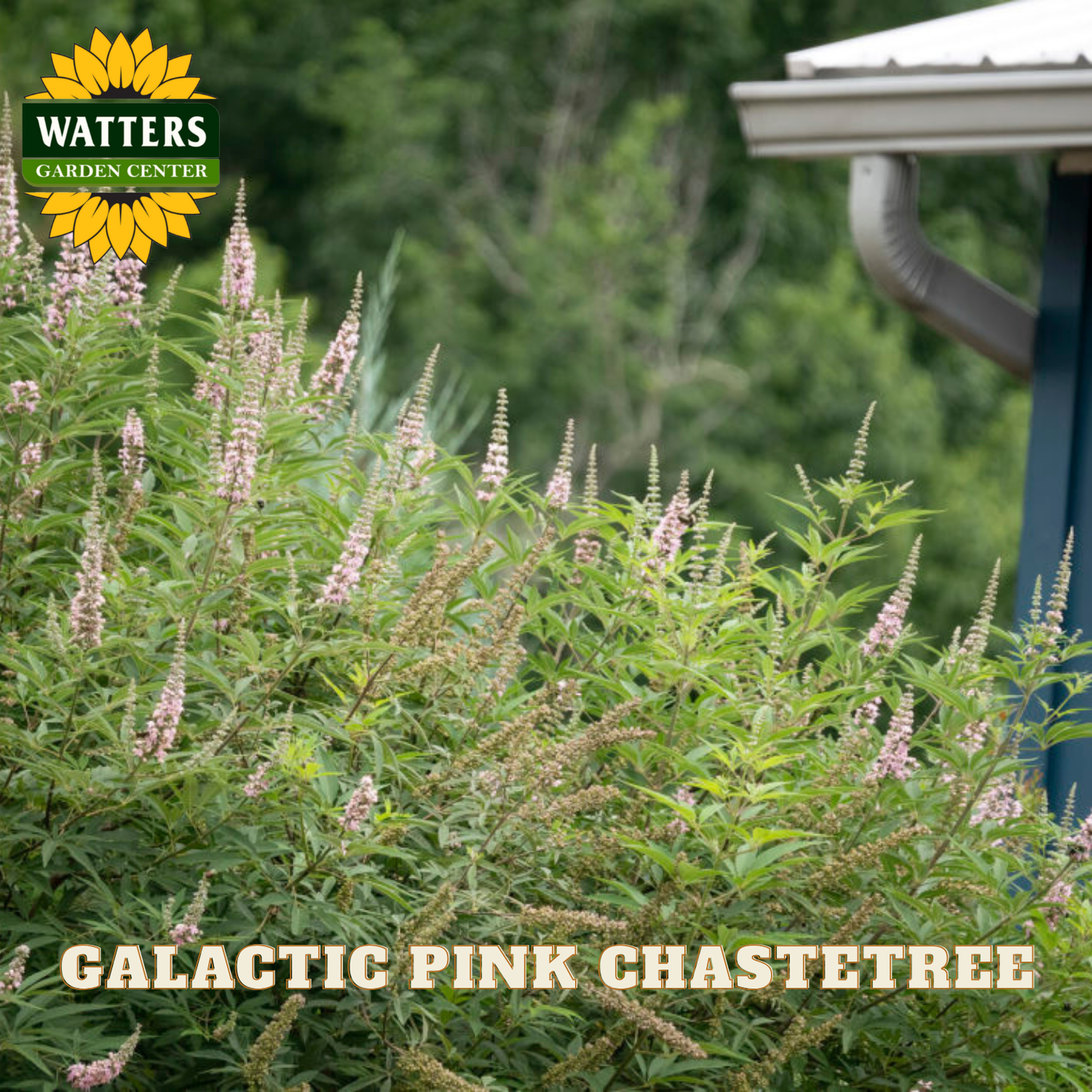 Growth of 'Galactic Pink Chastetree' with Watters Garden Center branding.