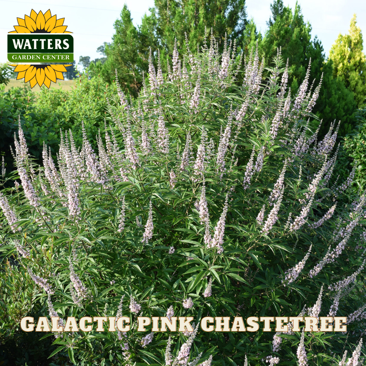 Garden scene with 'Galactic Pink Chastetree' plants and Watters Garden Center logo.