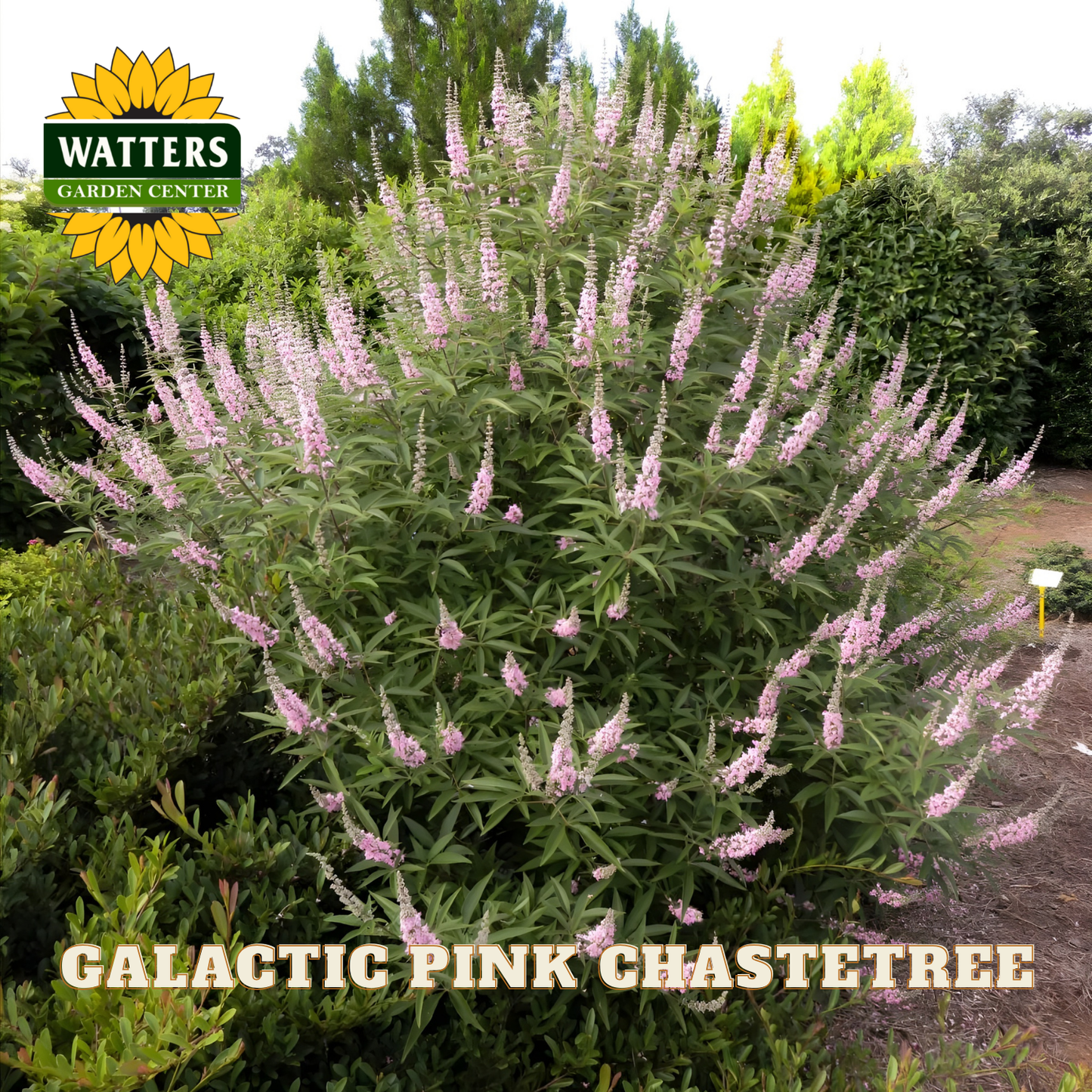 Galactic Pink Chastetree plant with Watters Garden Center branding