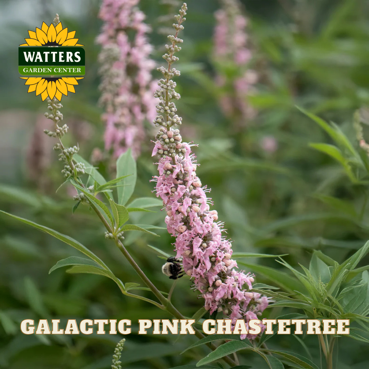 Pink chastetree flower with a Watters Garden Center logo in the corner.