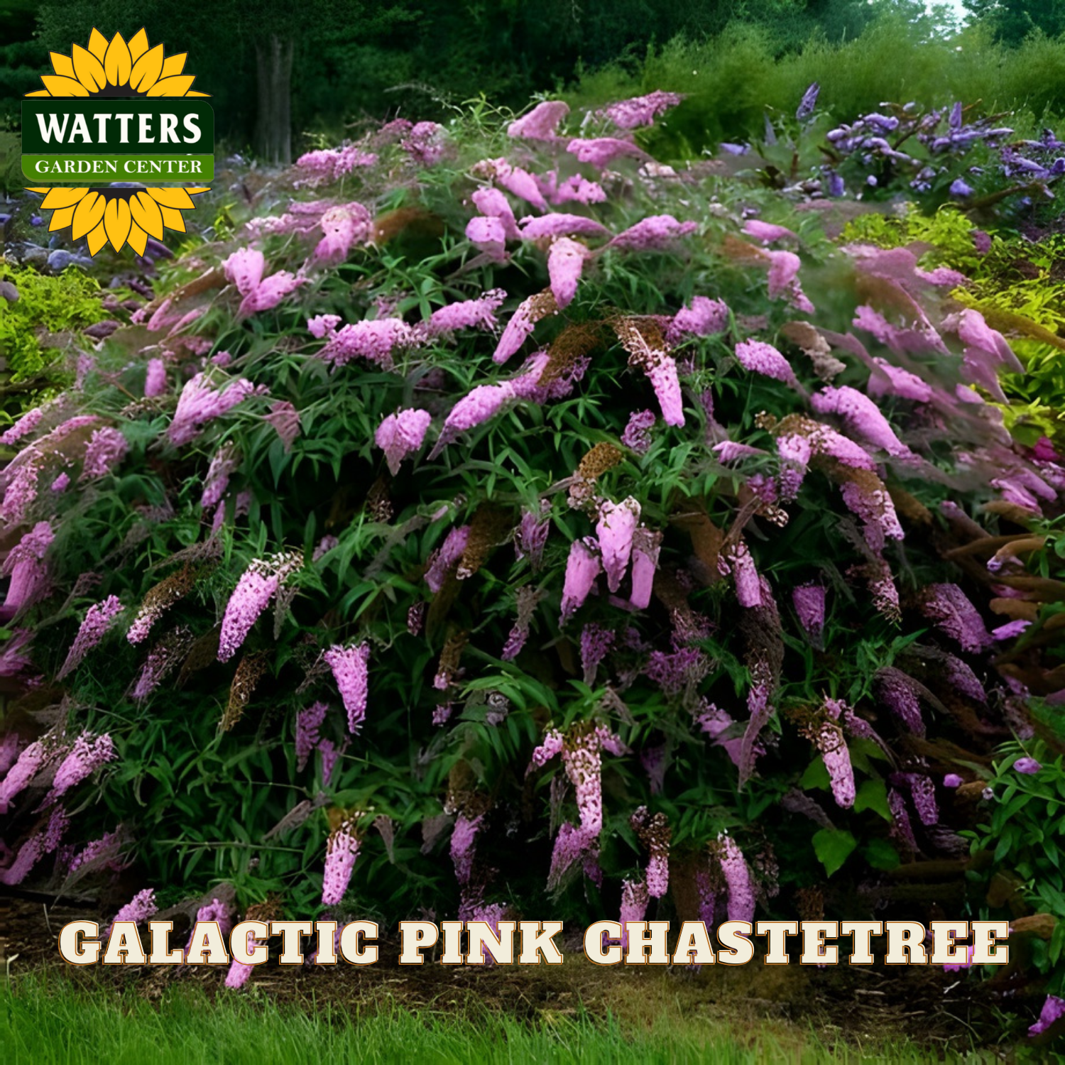 Garden scene with 'Galactic Pink Chastetree' plant and Watters Garden Center logo.