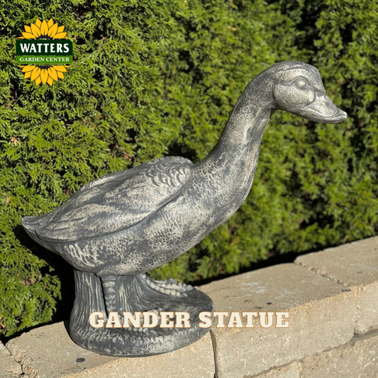 A gray cast-iron duck garden statue displayed outdoors on a stone ledge with a green hedge background. The Watters Garden Center logo is visible in the top-left corner, and 'GANDER STATUE' is written as text at the bottom.