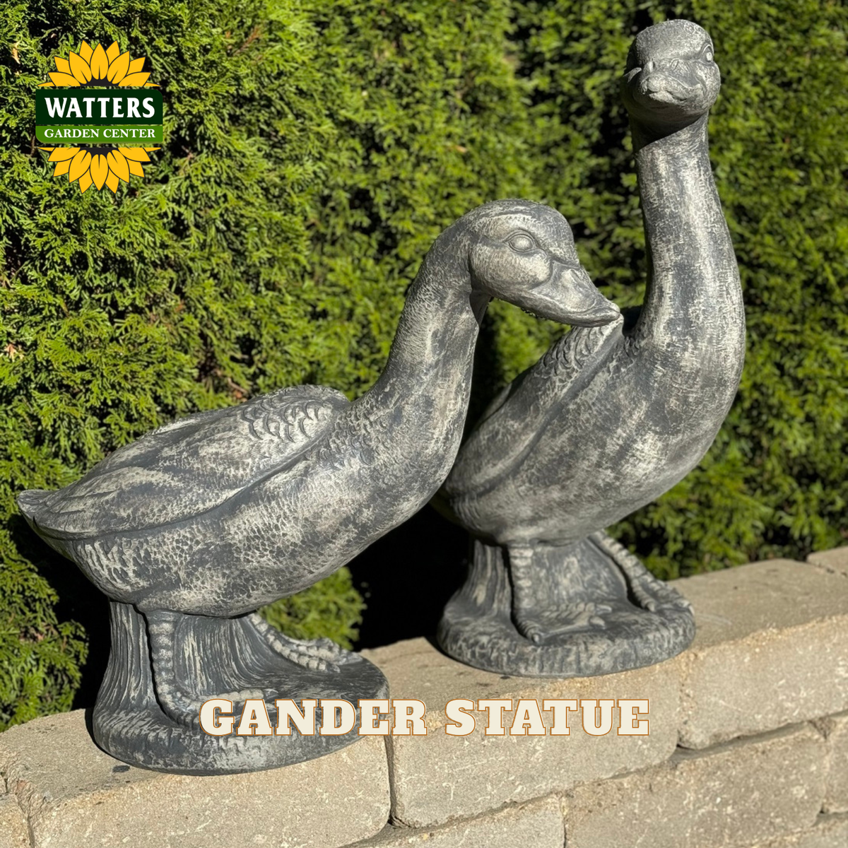 Two gray stone-like duck garden statues posed on a low stone wall in front of dense green foliage, with a Watters Garden Center logo in the upper left and the text 'GANDER STATUE' across the lower area.