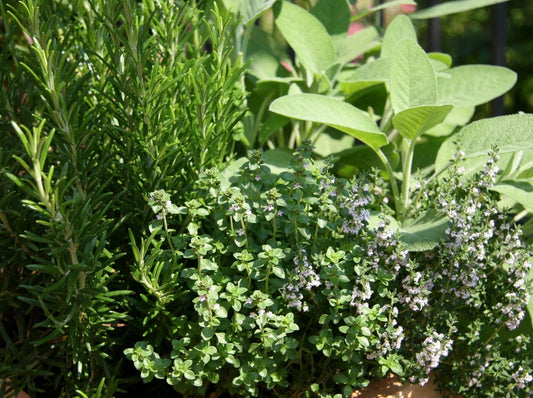 ASSORTED HERBS 4in