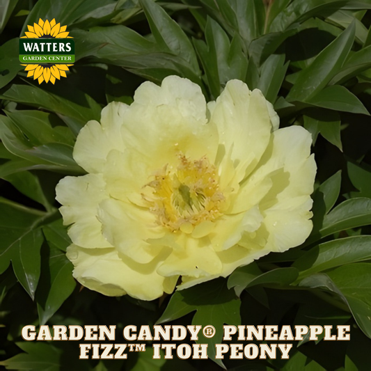 Yellow peony flower with green leaves and Watters Garden Center branding.