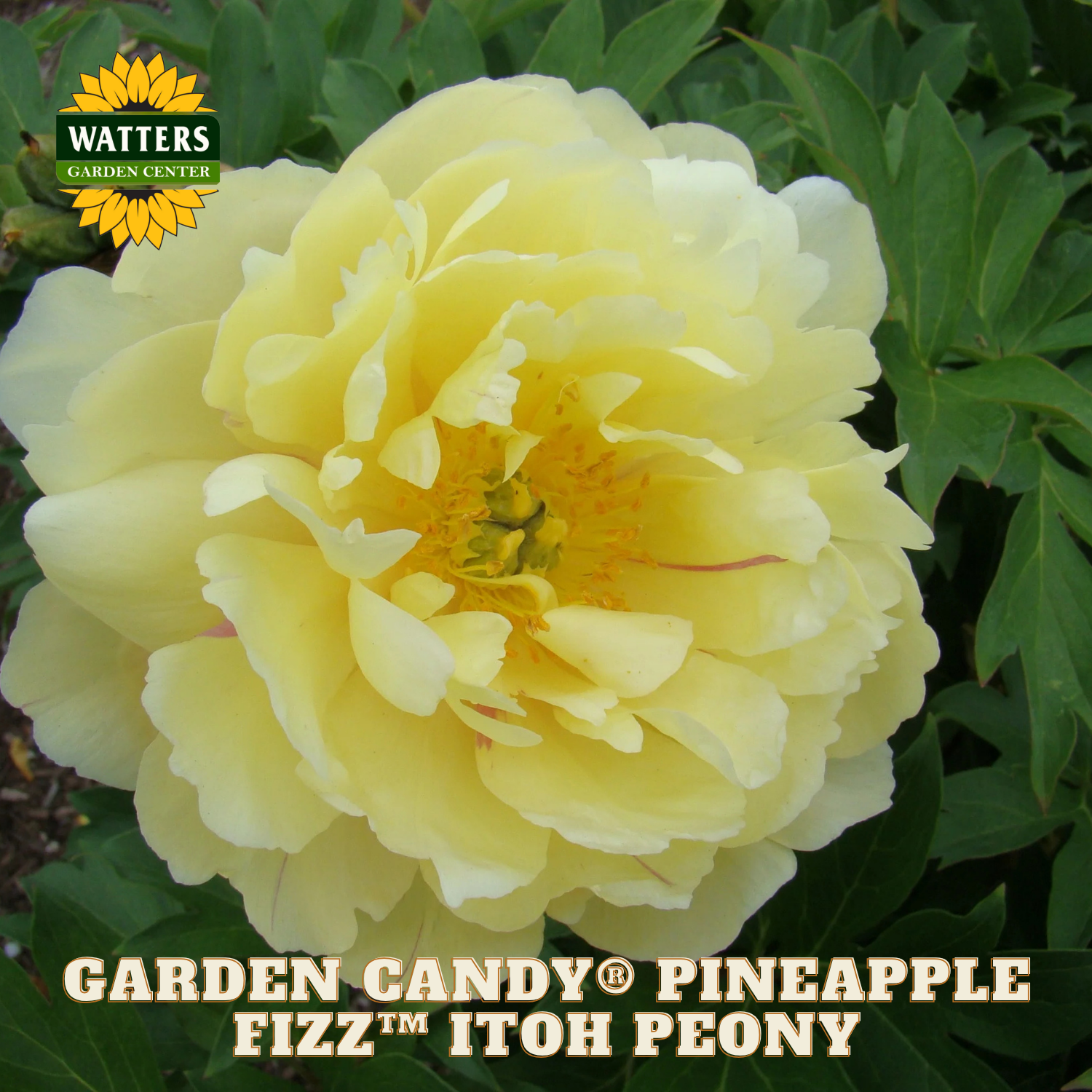 Yellow peony flower with green leaves and Watters Garden Center branding.