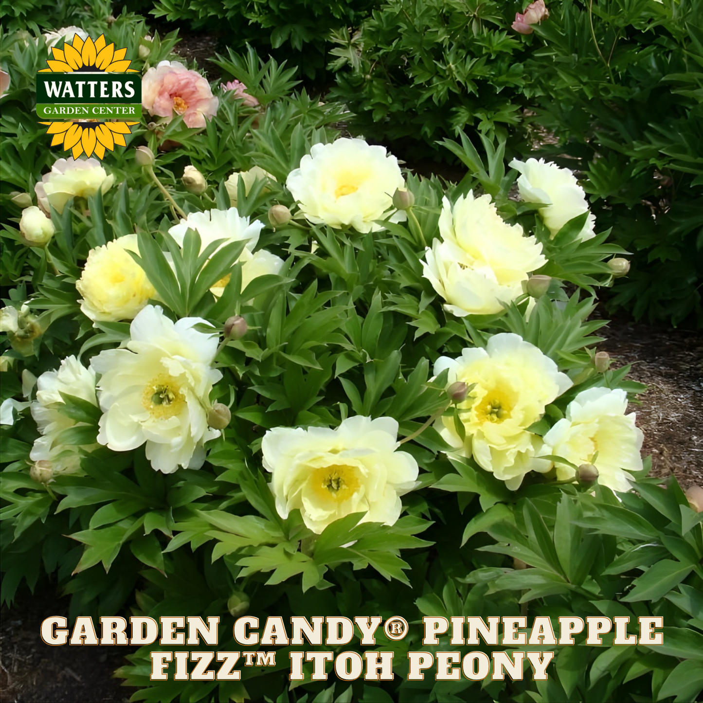 Garden Candy Pineapple Fizz Itoh Peony plant with yellow flowers and green leaves, branded by Watters Garden Center.