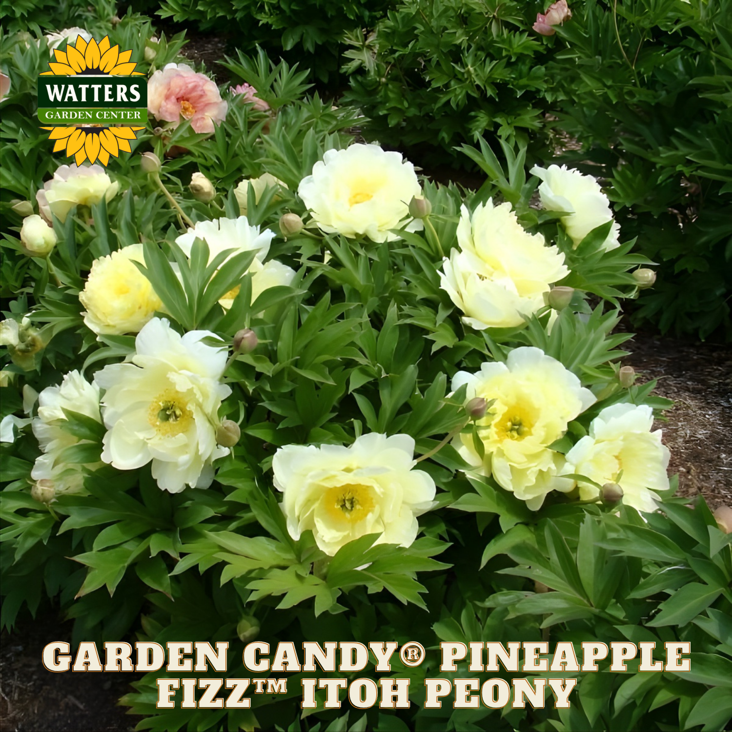 Garden Candy Pineapple Fizz Itoh Peony plant with yellow flowers and green leaves, branded by Watters Garden Center.