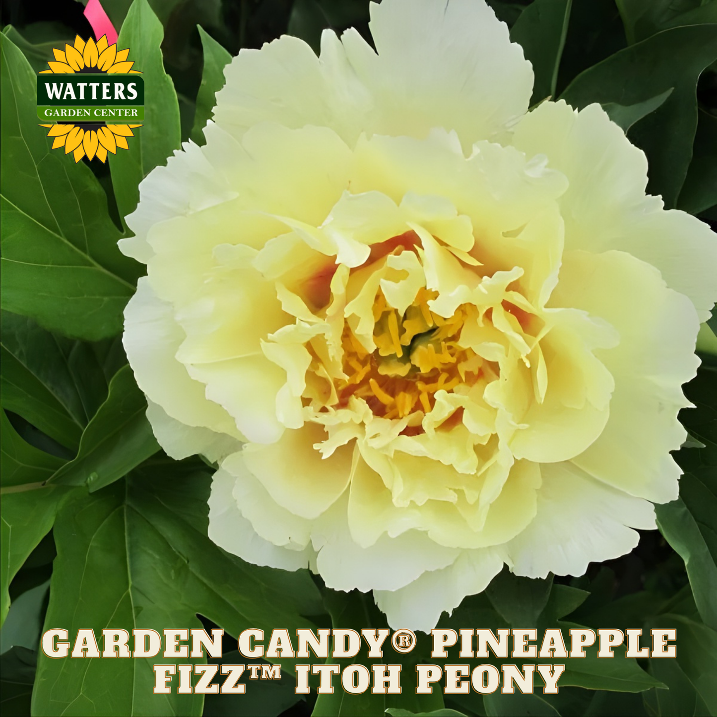 Yellow peony flower with green leaves and Watters Garden Center branding.