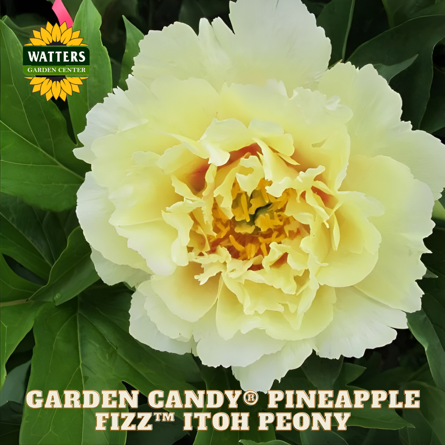 Yellow peony flower with green leaves and Watters Garden Center branding.