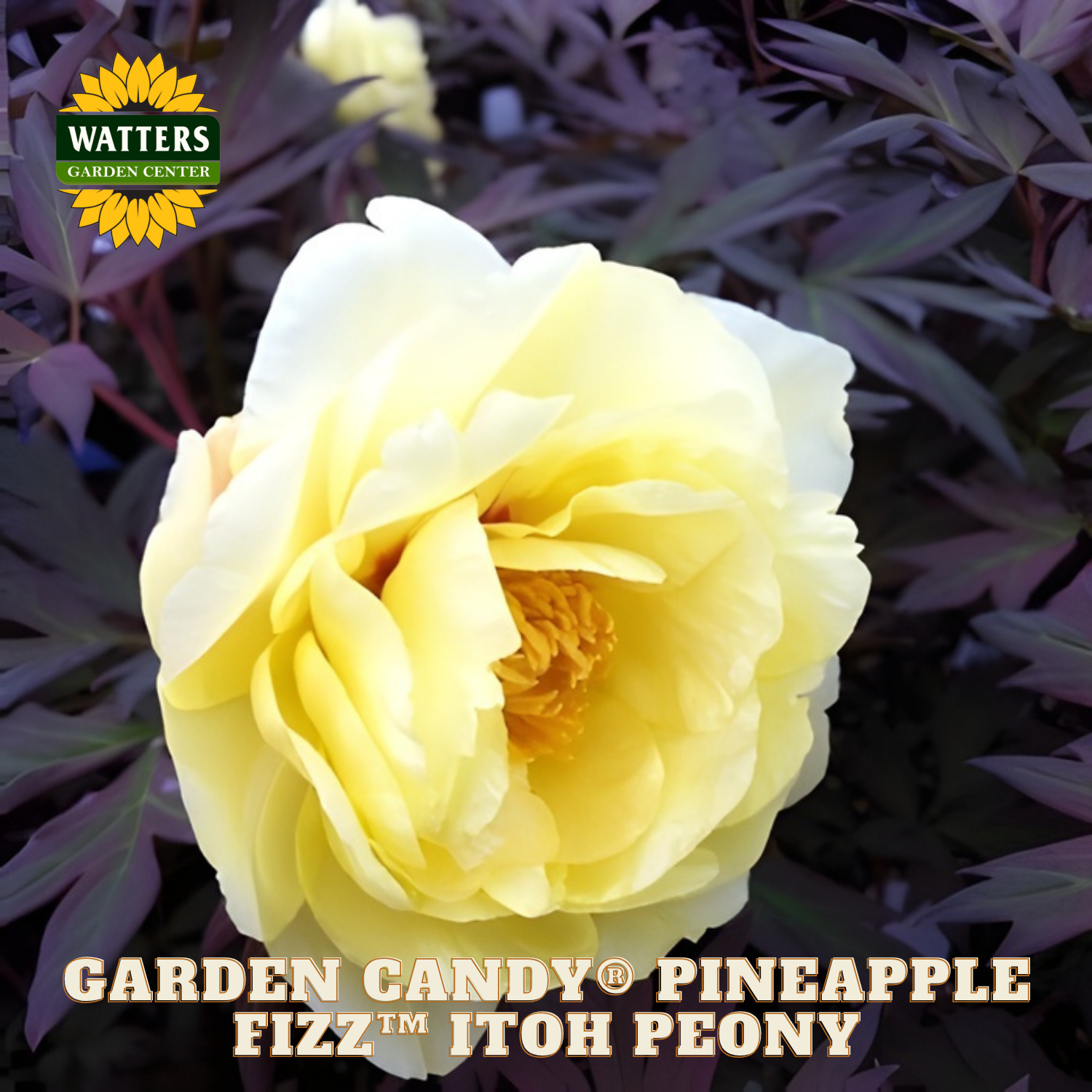 Yellow peony flower with purple foliage and Watters Garden Center logo.