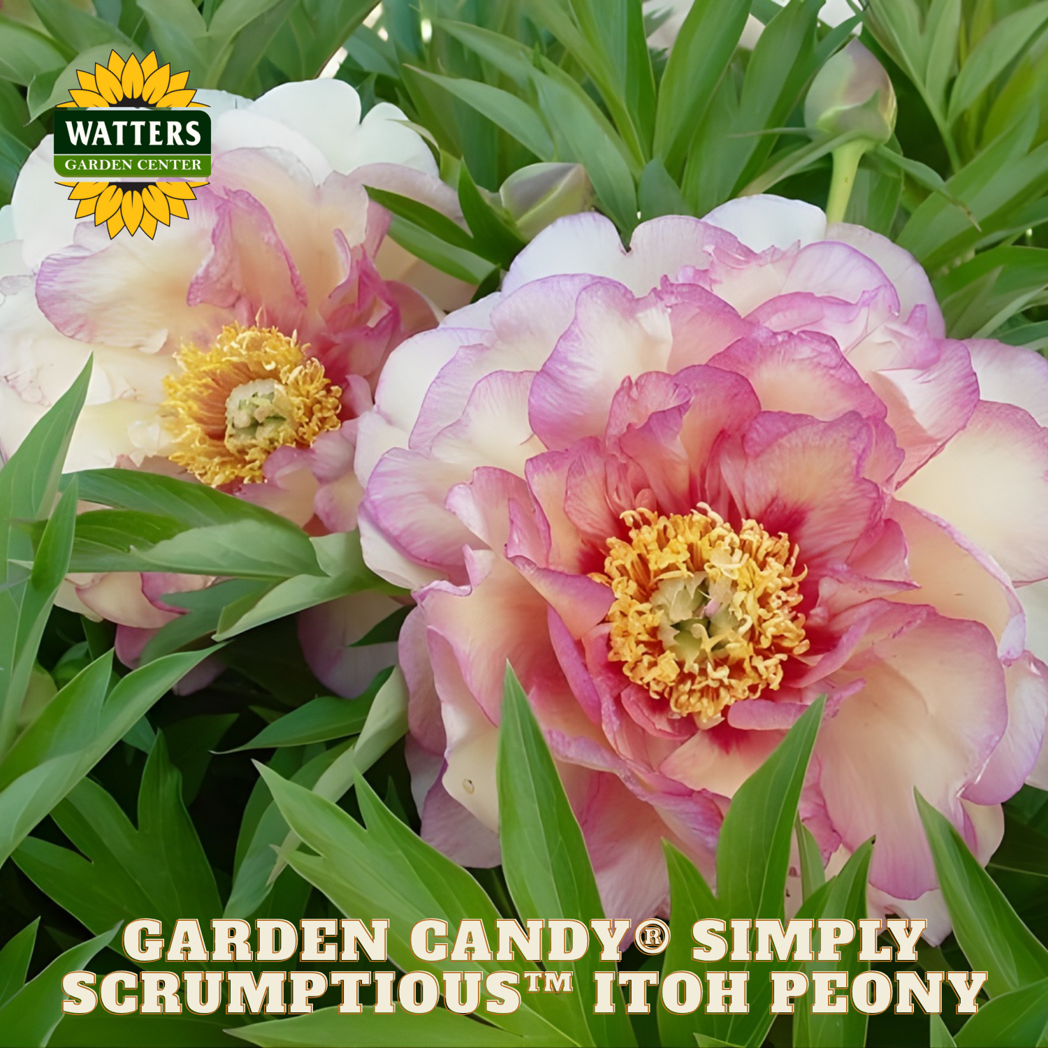 Itoh peony flowers with green leaves and Watters Garden Center branding.