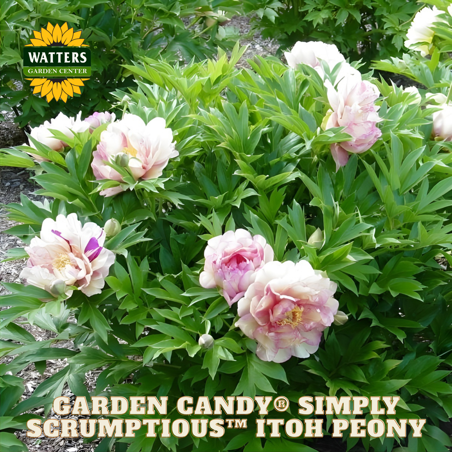 Pink peony flowers with green leaves and Watters Garden Center branding.