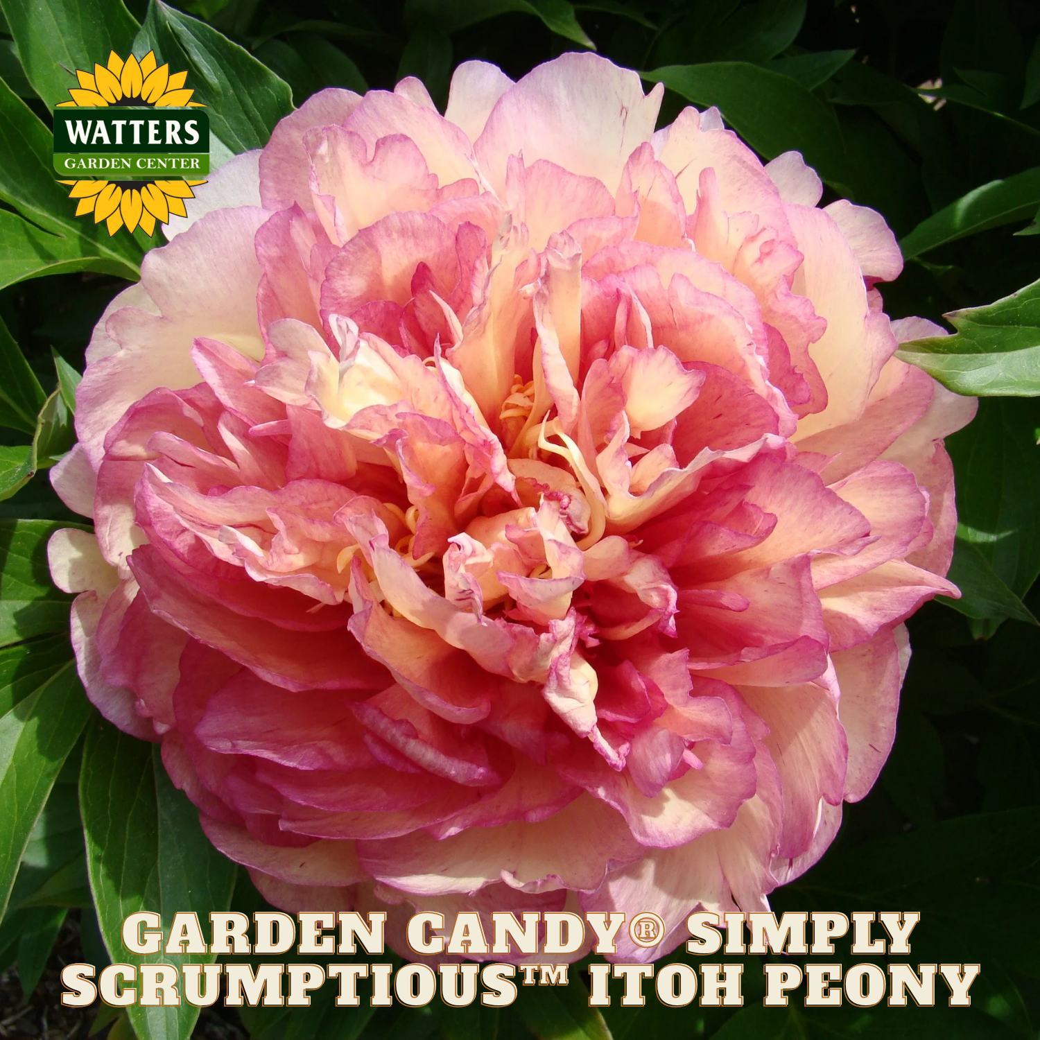Pink peony flower with Watters Garden Center branding