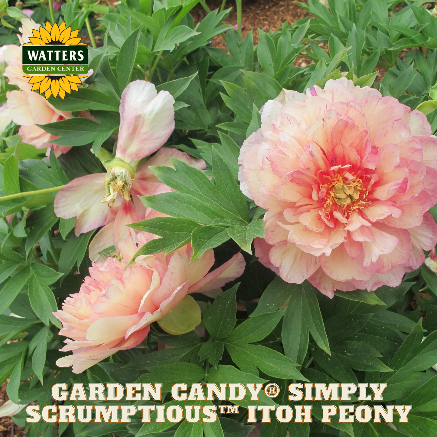 Pink Itoh peony flowers with green leaves and Watters Garden Center logo.