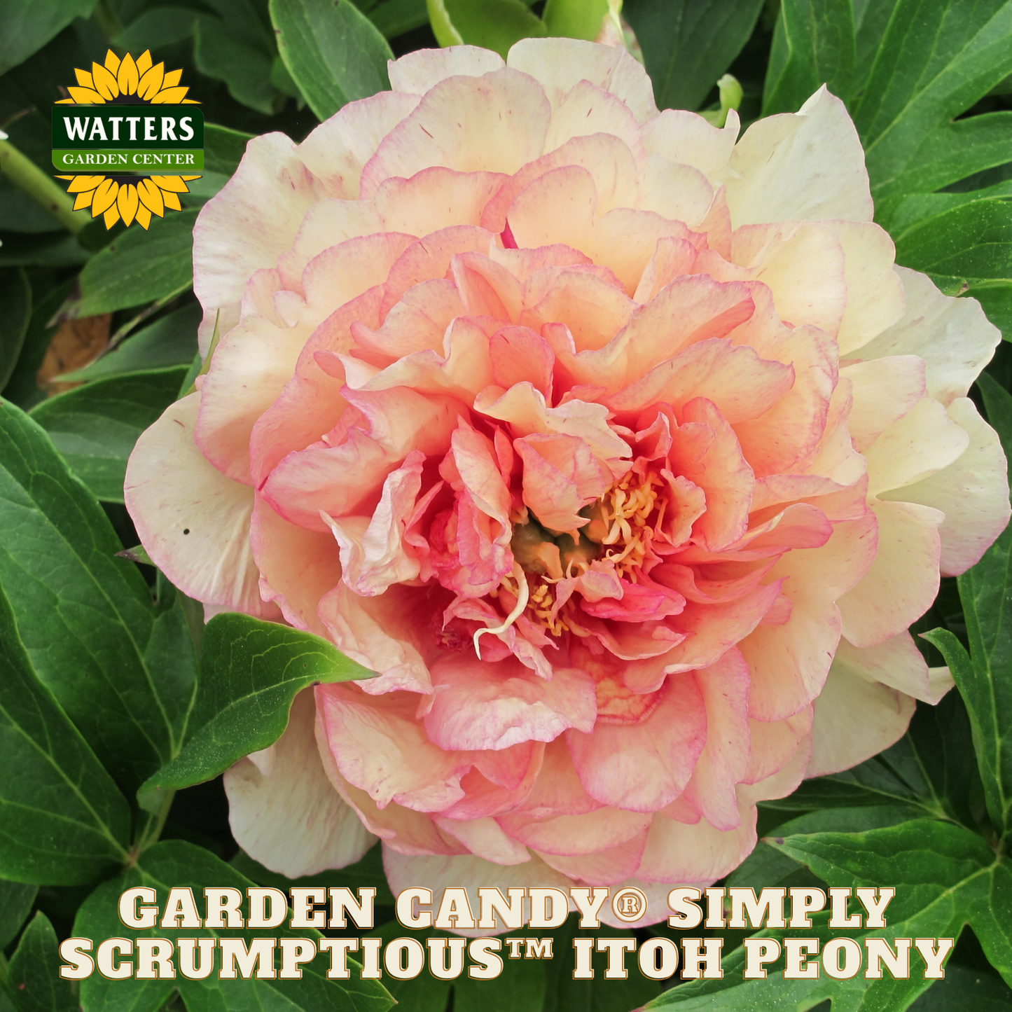 Pink peony flower with green leaves and Watters Garden Center logo.
