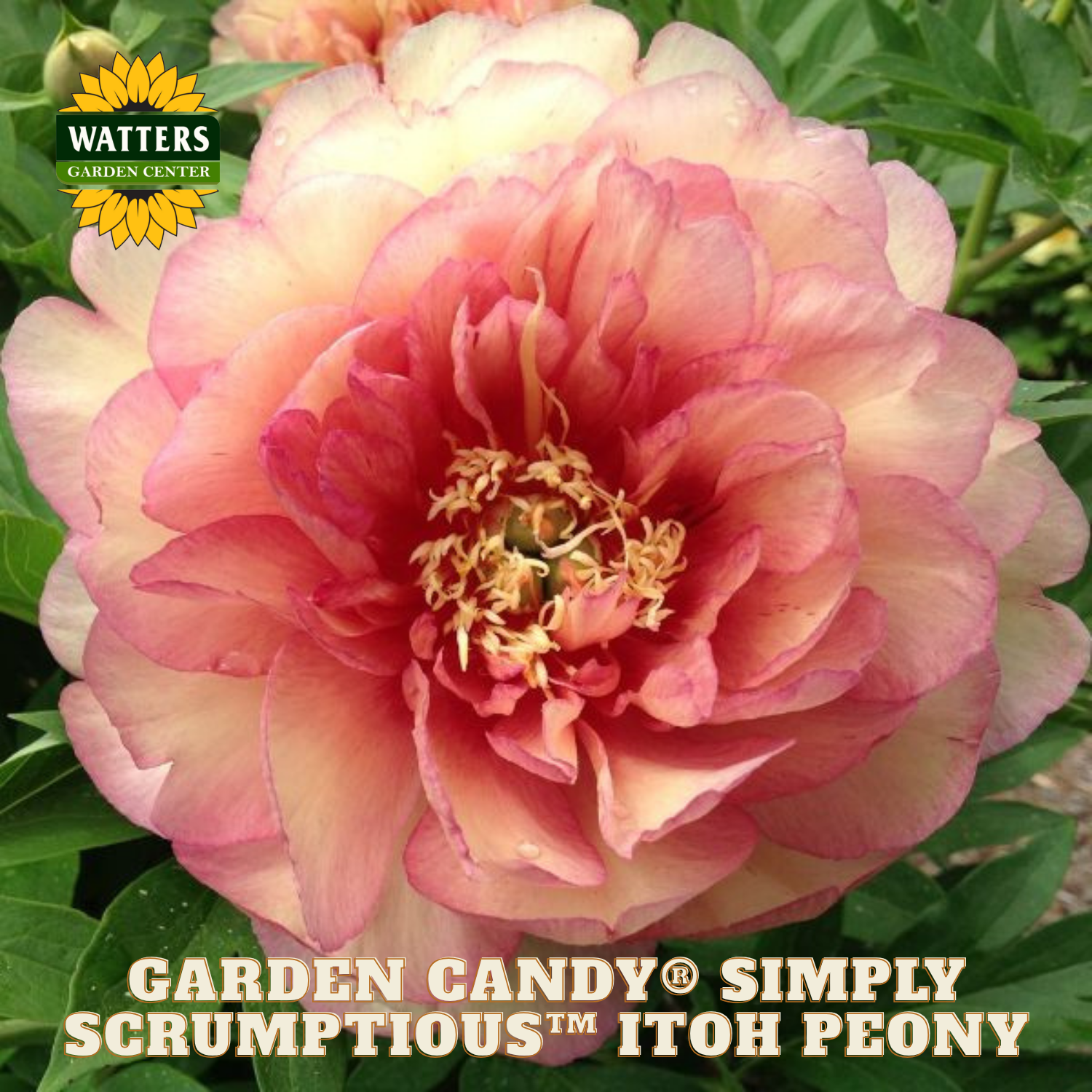 Pink peony flower with 'Watters Garden Center' logo and text about the variety.