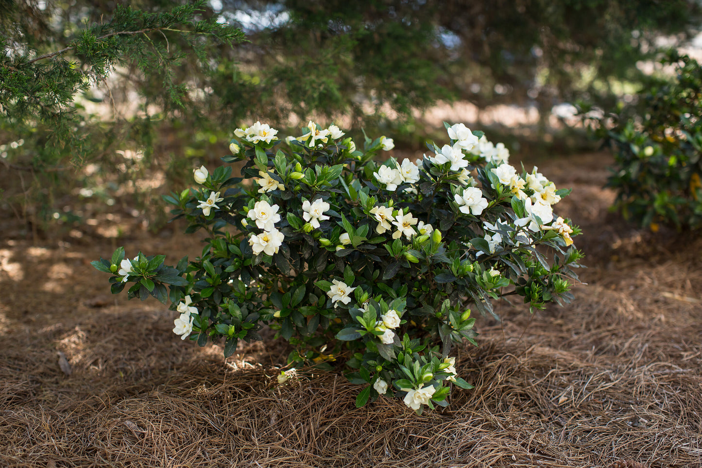 SWEET STAR GARDENIA 2gal