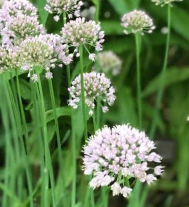 GARLIC CHIVES 4in